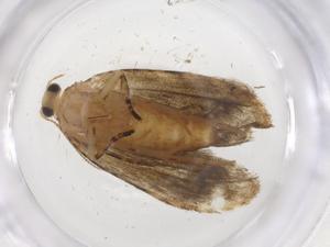  ( - CBG-A36898-B01)  @11 [ ] CreativeCommons - Attribution Share - Alike (2024) Centre for Biodiversity Genomics Centre for Biodiversity Genomics