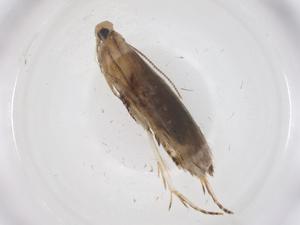  ( - CBG-A36899-B03)  @11 [ ] CreativeCommons - Attribution Share - Alike (2024) Centre for Biodiversity Genomics Centre for Biodiversity Genomics