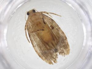  ( - CBG-A36900-C12)  @11 [ ] CreativeCommons - Attribution Share - Alike (2024) Centre for Biodiversity Genomics Centre for Biodiversity Genomics