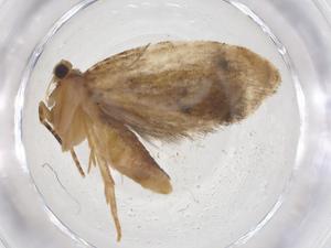  ( - CBG-A36900-D10)  @11 [ ] CreativeCommons - Attribution Share - Alike (2024) Centre for Biodiversity Genomics Centre for Biodiversity Genomics