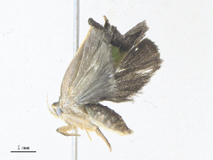 ( - CBG-A38473-F11)  @11 [ ] CreativeCommons - Attribution Share - Alike (2024) CBG Photography Group Centre for Biodiversity Genomics