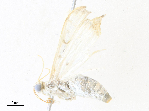  ( - CBG-A38474-C11)  @11 [ ] CreativeCommons - Attribution Share - Alike (2024) CBG Photography Group Centre for Biodiversity Genomics