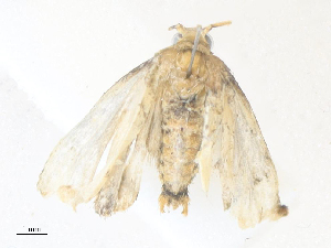  ( - CBG-A38474-D09)  @11 [ ] CreativeCommons - Attribution Share - Alike (2024) CBG Photography Group Centre for Biodiversity Genomics