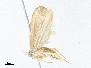  (elachMalaise5318 - CBG-A38475-F12)  @11 [ ] CreativeCommons - Attribution Share - Alike (2024) CBG Photography Group Centre for Biodiversity Genomics