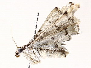  ( - BIOUG72914-F01)  @11 [ ] CreativeCommons - Attribution (2021) CBG Photography Group Centre for Biodiversity Genomics