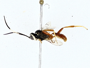  ( - BIOUG73671-G07)  @11 [ ] CreativeCommons - Attribution (2022) CBG Photography Group Centre for Biodiversity Genomics