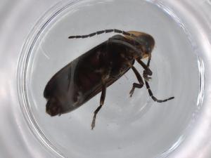  ( - BIOUG75322-H05)  @11 [ ] CreativeCommons - Attribution (2021) Centre for Biodiversity Genomics Centre for Biodiversity Genomics