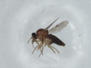  ( - BIOUG75350-F09)  @11 [ ] CreativeCommons - Attribution (2021) Centre for Biodiversity Genomics Centre for Biodiversity Genomics