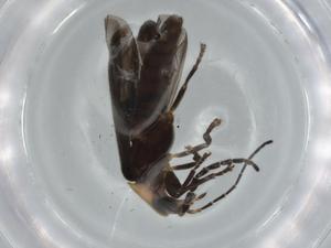  ( - BIOUG75354-G11)  @11 [ ] CreativeCommons - Attribution (2021) Centre for Biodiversity Genomics Centre for Biodiversity Genomics