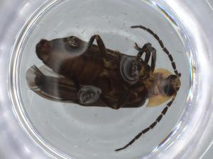  ( - BIOUG76115-H09)  @11 [ ] CreativeCommons - Attribution (2021) Centre for Biodiversity Genomics Centre for Biodiversity Genomics