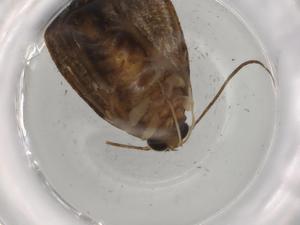  ( - BIOUG76464-A01)  @11 [ ] CreativeCommons - Attribution (2021) Centre for Biodiversity Genomics Centre for Biodiversity Genomics