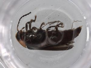  ( - BIOUG76465-B01)  @11 [ ] CreativeCommons - Attribution (2021) Centre for Biodiversity Genomics Centre for Biodiversity Genomics