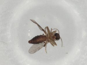  ( - BIOUG76481-B10)  @11 [ ] CreativeCommons - Attribution (2021) Centre for Biodiversity Genomics Centre for Biodiversity Genomics