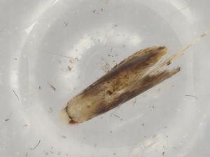  ( - BIOUG76907-F10)  @11 [ ] CreativeCommons - Attribution (2021) Centre for Biodiversity Genomics Centre for Biodiversity Genomics