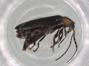  ( - BIOUG79097-C05)  @11 [ ] CreativeCommons - Attribution (2022) Centre for Biodiversity Genomics Centre for Biodiversity Genomics