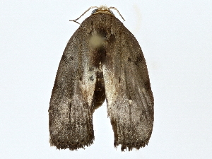  ( - BIOUG77733-D08)  @11 [ ] CreativeCommons - Attribution (2022) CBG Photography Group Centre for Biodiversity Genomics