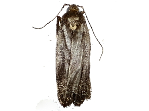  ( - BIOUG77734-C03)  @11 [ ] CreativeCommons - Attribution (2022) CBG Photography Group Centre for Biodiversity Genomics