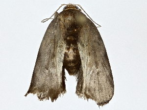  ( - BIOUG77735-F09)  @11 [ ] CreativeCommons - Attribution (2022) CBG Photography Group Centre for Biodiversity Genomics