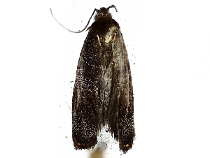  ( - BIOUG77735-F11)  @11 [ ] CreativeCommons - Attribution (2022) CBG Photography Group Centre for Biodiversity Genomics