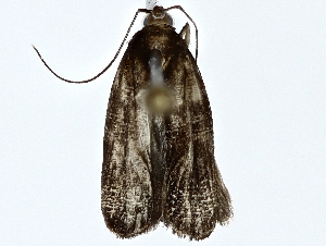  ( - BIOUG77749-D11)  @11 [ ] CreativeCommons - Attribution (2022) CBG Photography Group Centre for Biodiversity Genomics