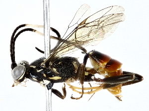  ( - BIOUG77752-F08)  @11 [ ] CreativeCommons - Attribution (2022) CBG Photography Group Centre for Biodiversity Genomics