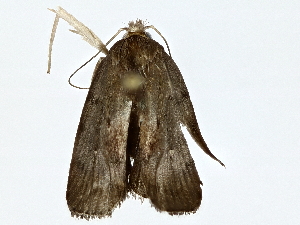  ( - BIOUG77764-F04)  @11 [ ] CreativeCommons - Attribution (2022) CBG Photography Group Centre for Biodiversity Genomics