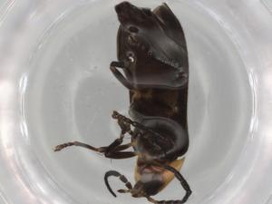  ( - BIOUG79903-D03)  @11 [ ] CreativeCommons - Attribution (2022) Centre for Biodiversity Genomics Centre for Biodiversity Genomics