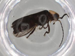  ( - BIOUG79969-F05)  @11 [ ] CreativeCommons - Attribution (2022) Centre for Biodiversity Genomics Centre for Biodiversity Genomics