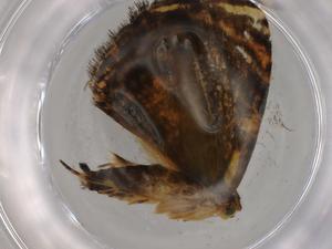  ( - BIOUG80767-A03)  @11 [ ] CreativeCommons - Attribution (2022) Centre for Biodiversity Genomics Centre for Biodiversity Genomics