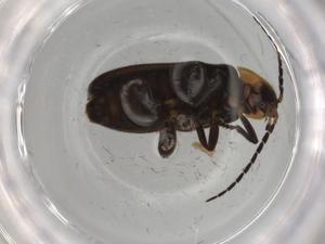  ( - BIOUG80768-A11)  @11 [ ] CreativeCommons - Attribution (2022) Centre for Biodiversity Genomics Centre for Biodiversity Genomics