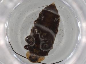  ( - BIOUG80768-B04)  @11 [ ] CreativeCommons - Attribution (2022) Centre for Biodiversity Genomics Centre for Biodiversity Genomics