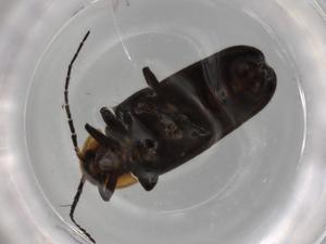  ( - BIOUG80789-H03)  @11 [ ] CreativeCommons - Attribution (2022) Centre for Biodiversity Genomics Centre for Biodiversity Genomics