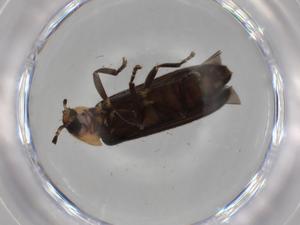  ( - BIOUG80842-G10)  @11 [ ] CreativeCommons - Attribution (2022) Centre for Biodiversity Genomics Centre for Biodiversity Genomics