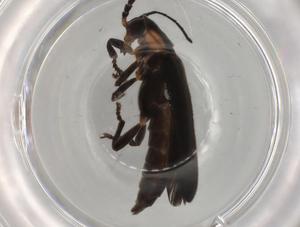  ( - BIOUG80903-A02)  @11 [ ] CreativeCommons - Attribution (2022) Centre for Biodiversity Genomics Centre for Biodiversity Genomics