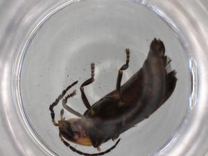  ( - BIOUG81180-H04)  @11 [ ] CreativeCommons - Attribution (2022) Centre for Biodiversity Genomics Centre for Biodiversity Genomics