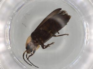  ( - BIOUG81187-C06)  @11 [ ] CreativeCommons - Attribution (2022) Centre for Biodiversity Genomics Centre for Biodiversity Genomics