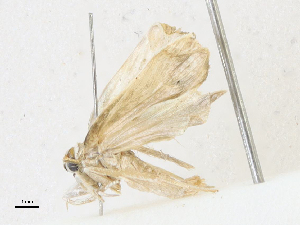  (Antaeotricha Malaise7843 - CBG-A17538-C10)  @11 [ ] CreativeCommons - Attribution Share-Alike (2023) CBG Photography Group Centre for Biodiversity Genomics