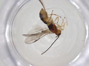  (Allorhogas Malaise2748 - CBG-A20483-H06)  @11 [ ] CreativeCommons - Attribution Share - Alike (2023) Centre for Biodiversity Genomics Centre for Biodiversity Genomics