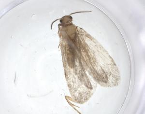  ( - CBG-A21275-A12)  @11 [ ] CreativeCommons - Attribution Share - Alike (2023) Centre for Biodiversity Genomics Centre for Biodiversity Genomics