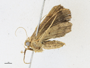  (Arugisa Malaise0363 - CBG-A21658-E12)  @11 [ ] CreativeCommons - Attribution Share-Alike (2023) CBG Photography Group Centre for Biodiversity Genomics