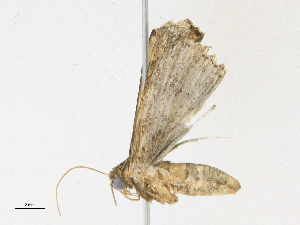  ( - CBG-A21730-F12)  @11 [ ] CreativeCommons - Attribution Share-Alike (2023) CBG Photography Group Centre for Biodiversity Genomics