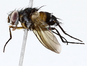  ( - BIOUG73664-A07)  @11 [ ] CreativeCommons - Attribution (2022) CBG Photography Group Centre for Biodiversity Genomics
