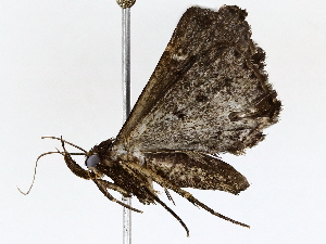  ( - BIOUG73664-B05)  @11 [ ] CreativeCommons - Attribution (2022) CBG Photography Group Centre for Biodiversity Genomics