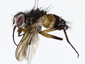  ( - BIOUG73666-A08)  @11 [ ] CreativeCommons - Attribution (2022) CBG Photography Group Centre for Biodiversity Genomics