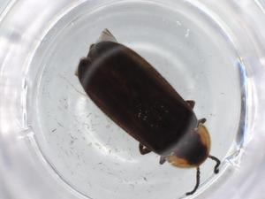  ( - BIOUG79171-B12)  @11 [ ] CreativeCommons - Attribution (2022) Centre for Biodiversity Genomics Centre for Biodiversity Genomics