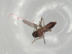  ( - BIOUG79194-H11)  @11 [ ] CreativeCommons - Attribution (2022) Centre for Biodiversity Genomics Centre for Biodiversity Genomics