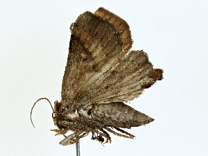  ( - BIOUG80148-A03)  @11 [ ] CreativeCommons - Attribution (2022) CBG Photography Group Centre for Biodiversity Genomics