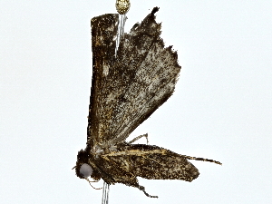  ( - BIOUG80149-B05)  @11 [ ] CreativeCommons - Attribution (2022) CBG Photography Group Centre for Biodiversity Genomics