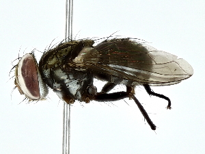  ( - BIOUG80170-A08)  @11 [ ] CreativeCommons - Attribution (2022) CBG Photography Group Centre for Biodiversity Genomics