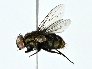  ( - BIOUG80170-A10)  @11 [ ] CreativeCommons - Attribution (2022) CBG Photography Group Centre for Biodiversity Genomics